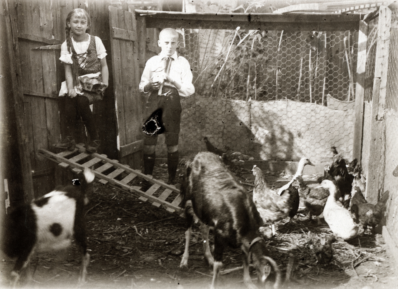 1932, Vízkelety László, baromfi, Fortepan #227384