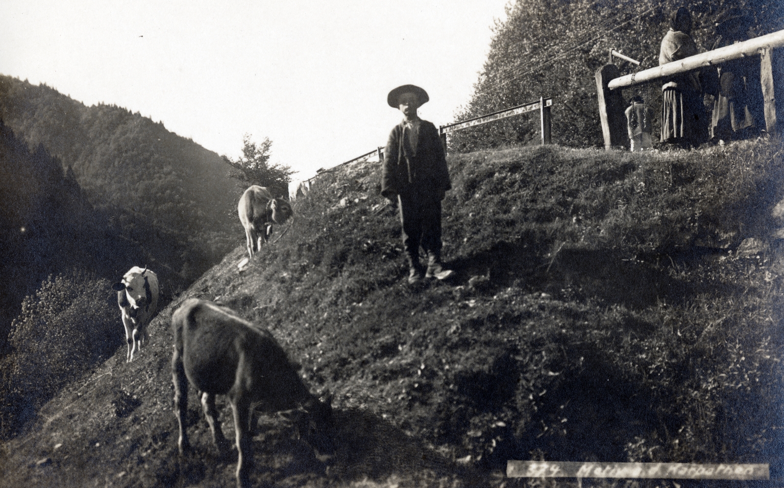 1917, Vízkelety László, kid, cattle, Fortepan #227495