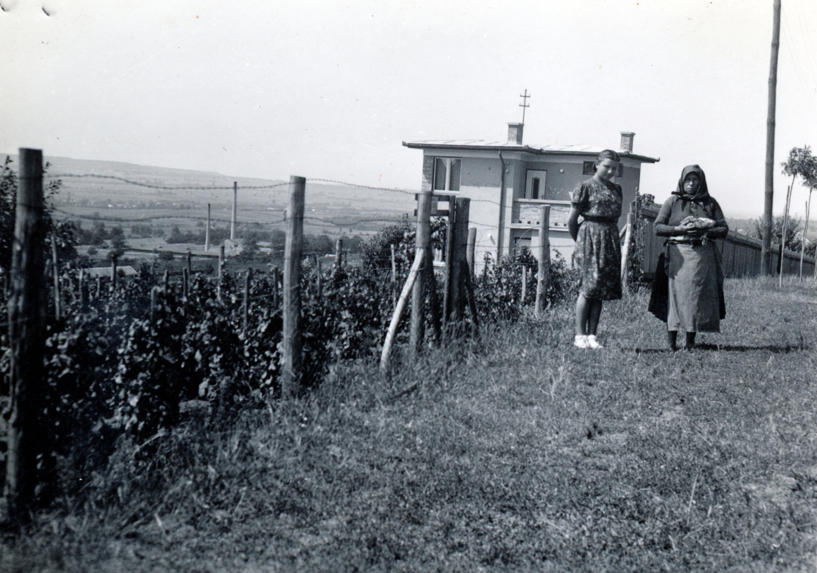 1937, Vízkelety László, vine hill, Fortepan #227684