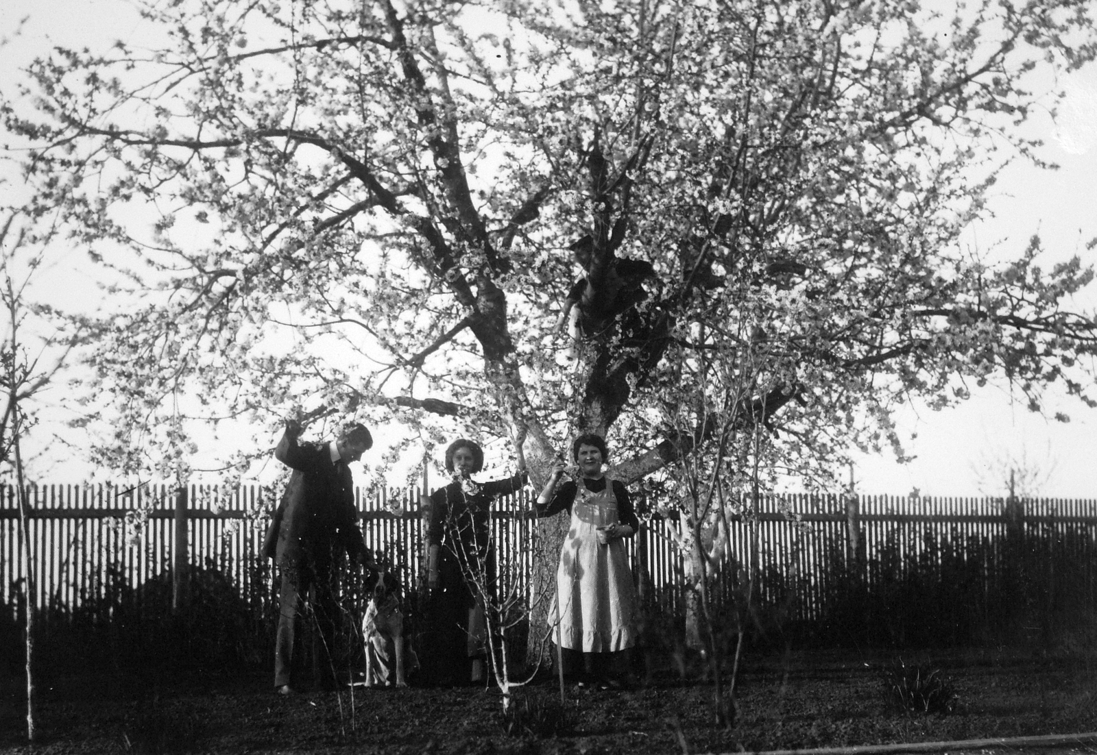 1912, Fortepan, garden, tableau, spring, blossoming, Fortepan #22868