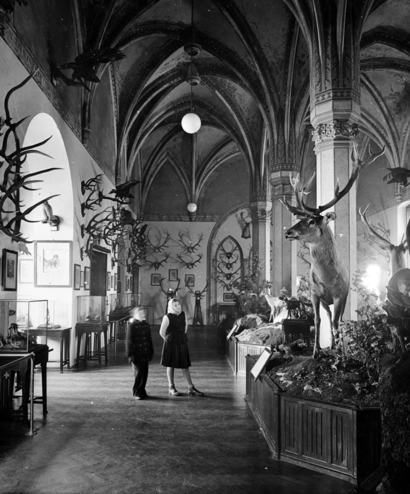Hungary, Budapest XIV., Vajdahunyad vára, a Mezőgazdasági Múzeum kiállítása., 1955, Fortepan/Album083, Budapest, Neo-Gothic-style, visitors, trophy, taxidermy, hunting, Fortepan #229801