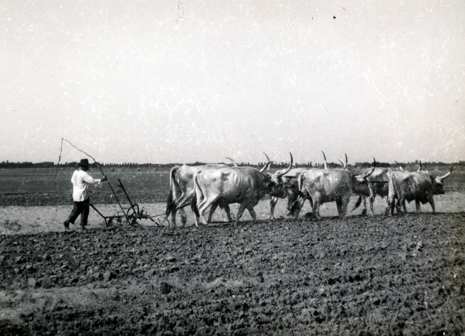 1958, Kőszeghy Anna, agriculture, Hungarian grey cattle, whip, plow, hackery, tillage, Fortepan #230020