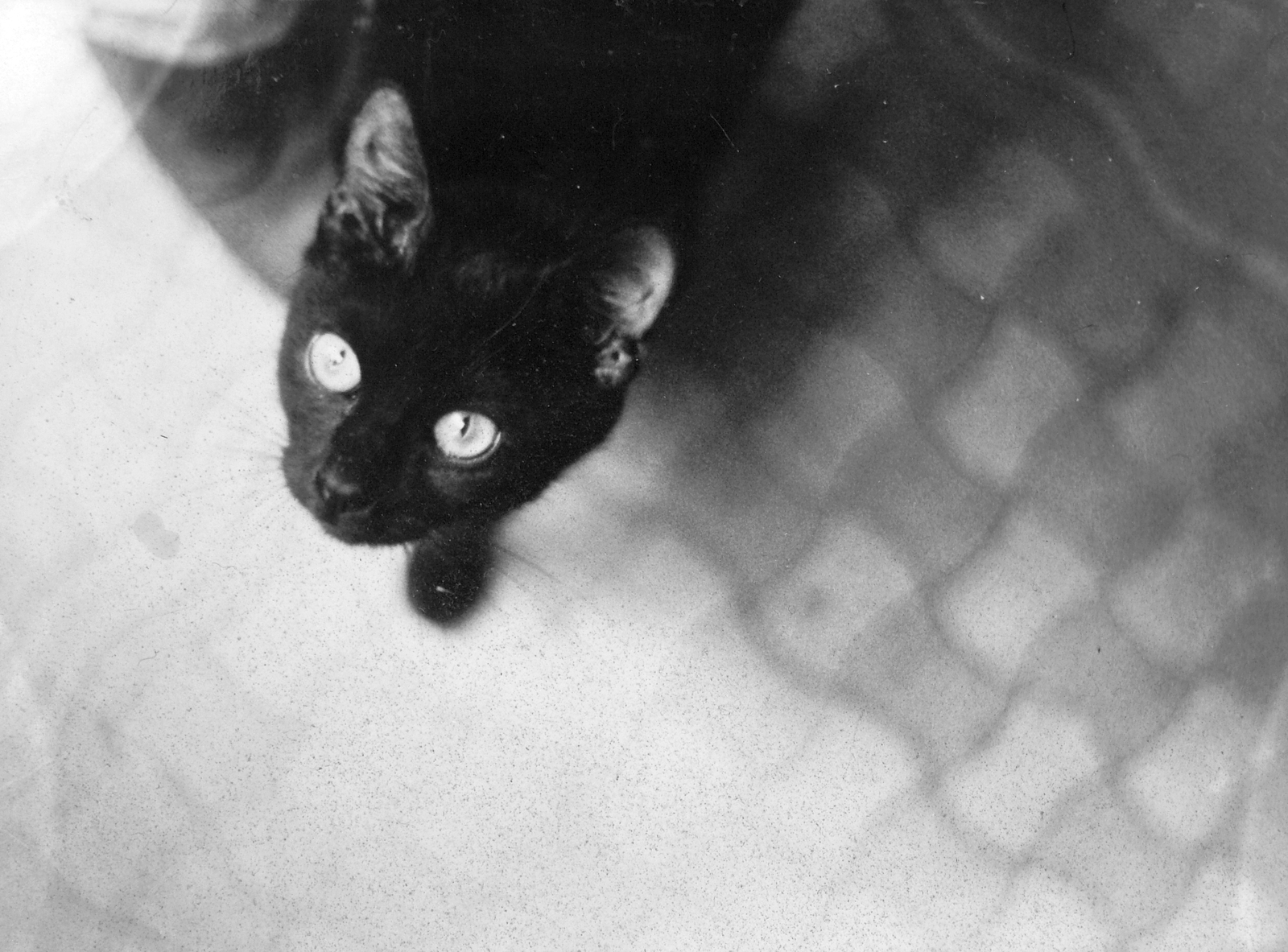 1984, Szepessy Tibor, cat, Fortepan #23123