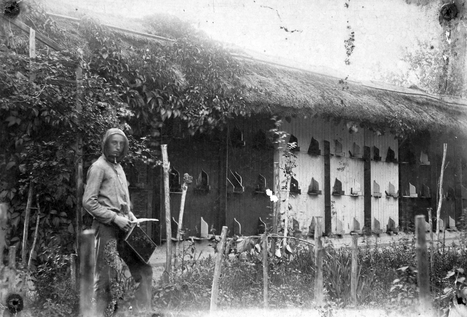 1909, Szepessy Tibor, garden, man, apiary, Fortepan #23126