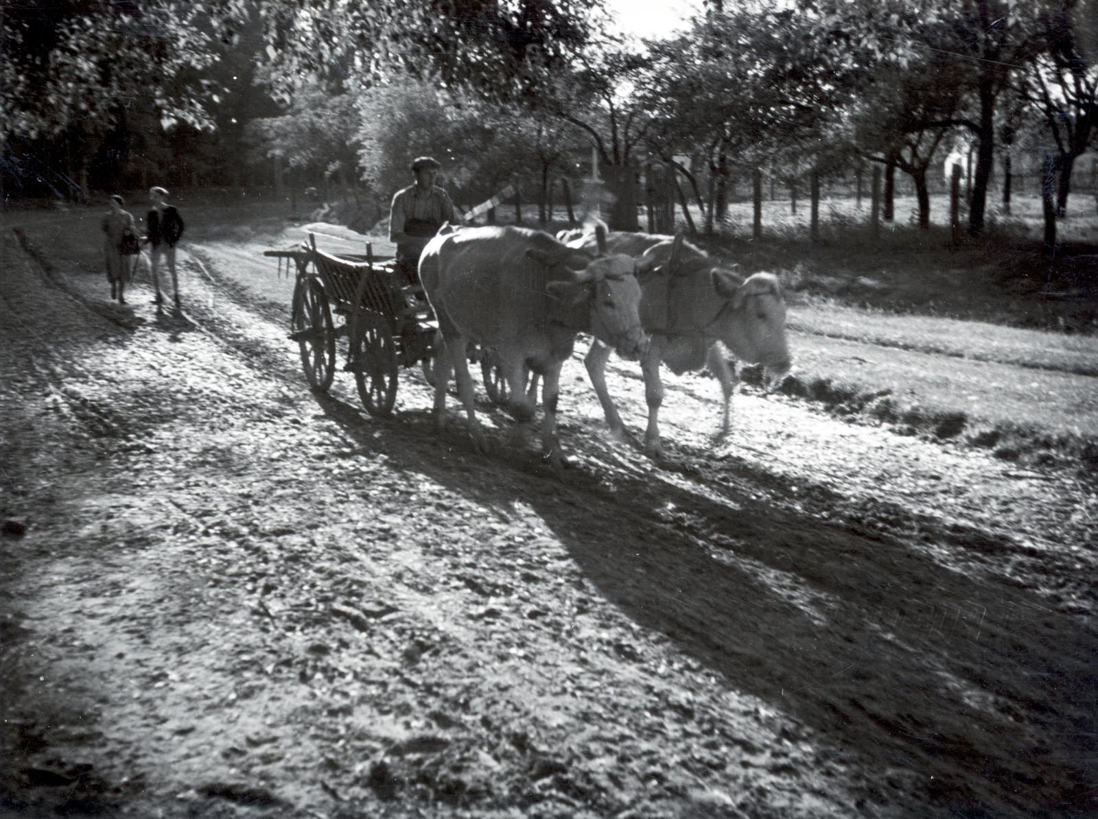 1940, Bor Dezső, chariot, hackery, Fortepan #231526