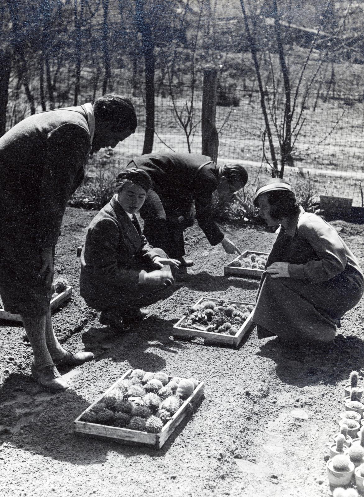 1932, Bor Dezső, kertészkedés, kaktusz, Fortepan #232072