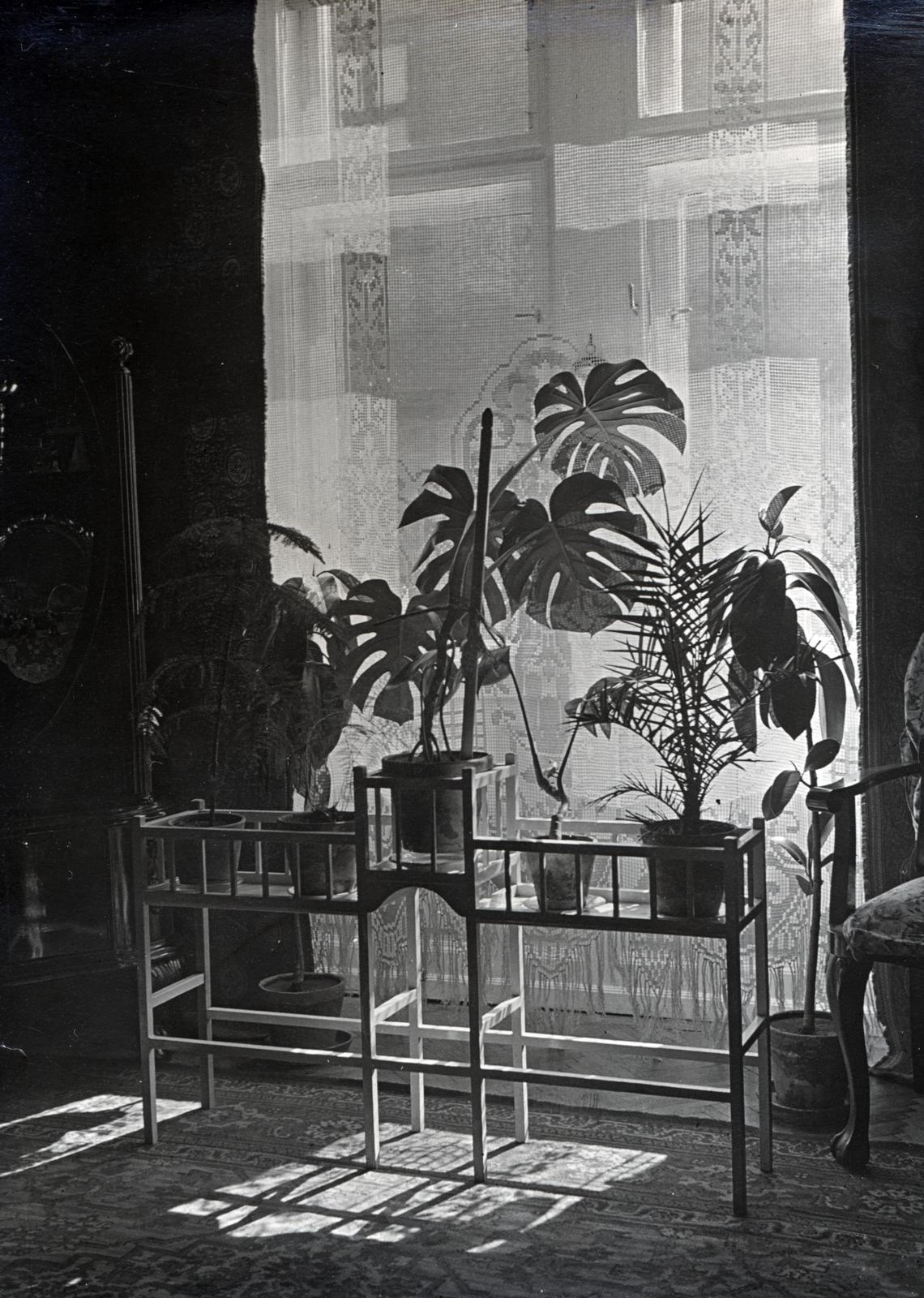 Hungary, Budapest IX., Ferenc tér, a felvétel a 4. számú ház egyik lakásában készült., 1934, Bor Dezső, shadow, indoor plants, Budapest, Fortepan #232157
