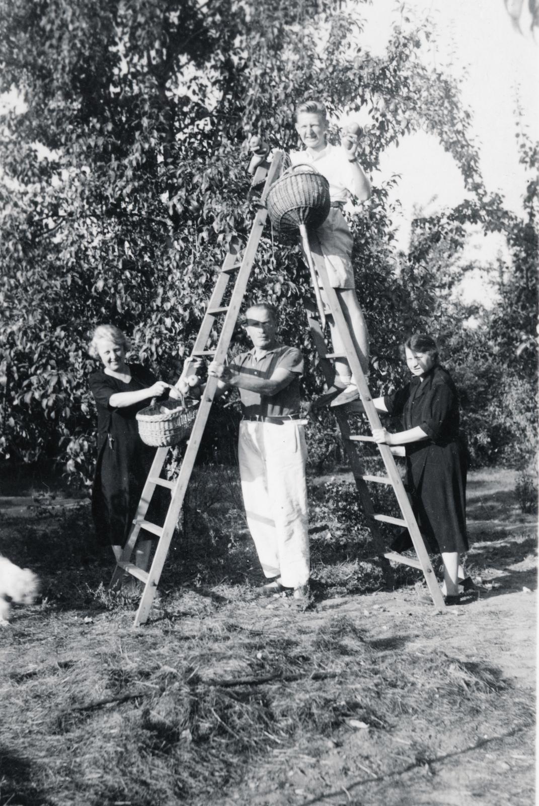 1942, Fejér Csaba-Kindert Piroska, gyümölcsszedés, Fortepan #235479