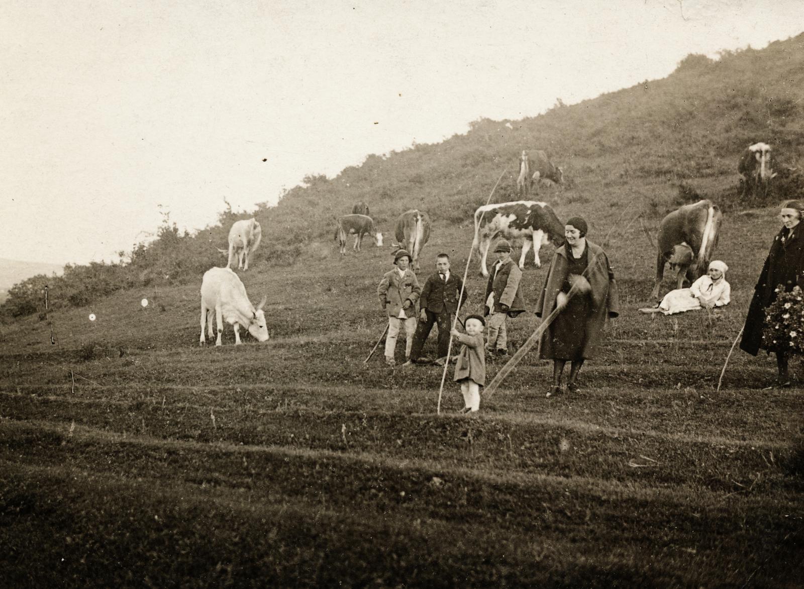1925, Kenderessy Tibor, szarvasmarha, hegyoldal, fűben feküdni, Fortepan #235643