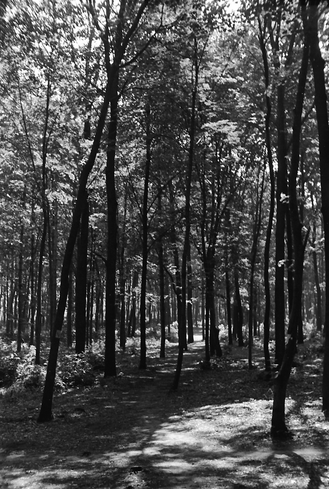 1956, Pálfi Balázs, sunshine, woods, Fortepan #23744