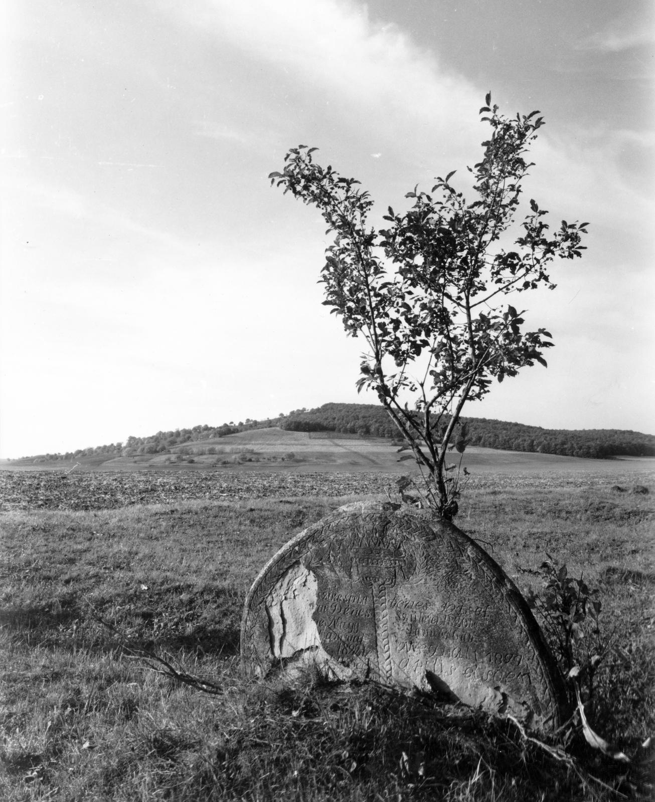 1974, Ódon Antikvárium, Kútvölgyi Mihály, Fortepan #237602