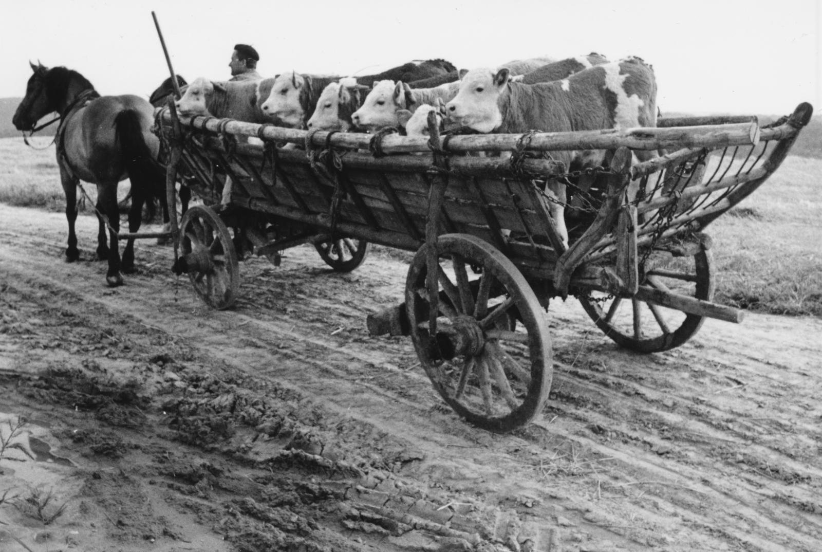 1971, Bordács Ferenc, Best of, Fortepan #237780