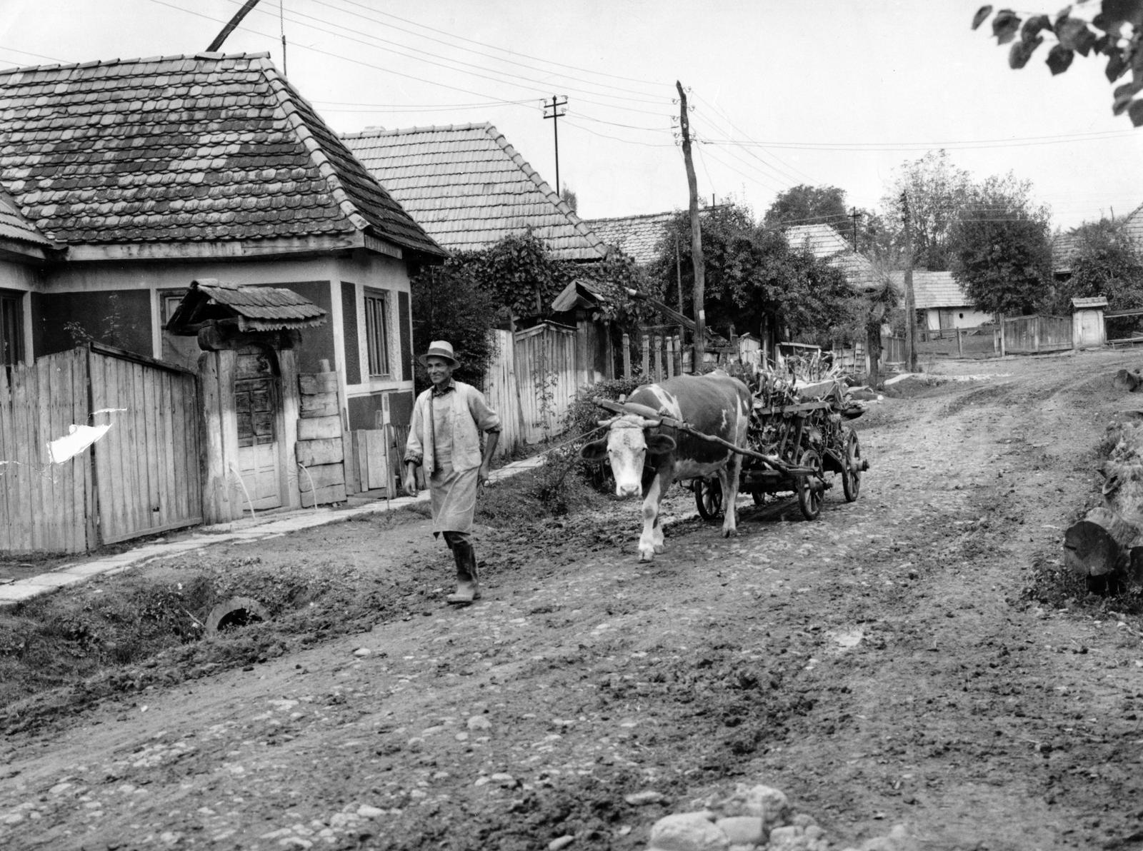 1974, Ódon Antikvárium, Kútvölgyi Mihály, Fortepan #237816