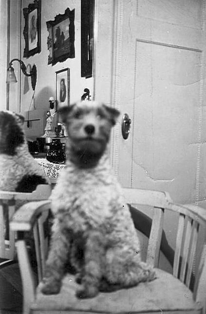 1930, Nagy Sándor, reflection, dog, interior, Fortepan #23812