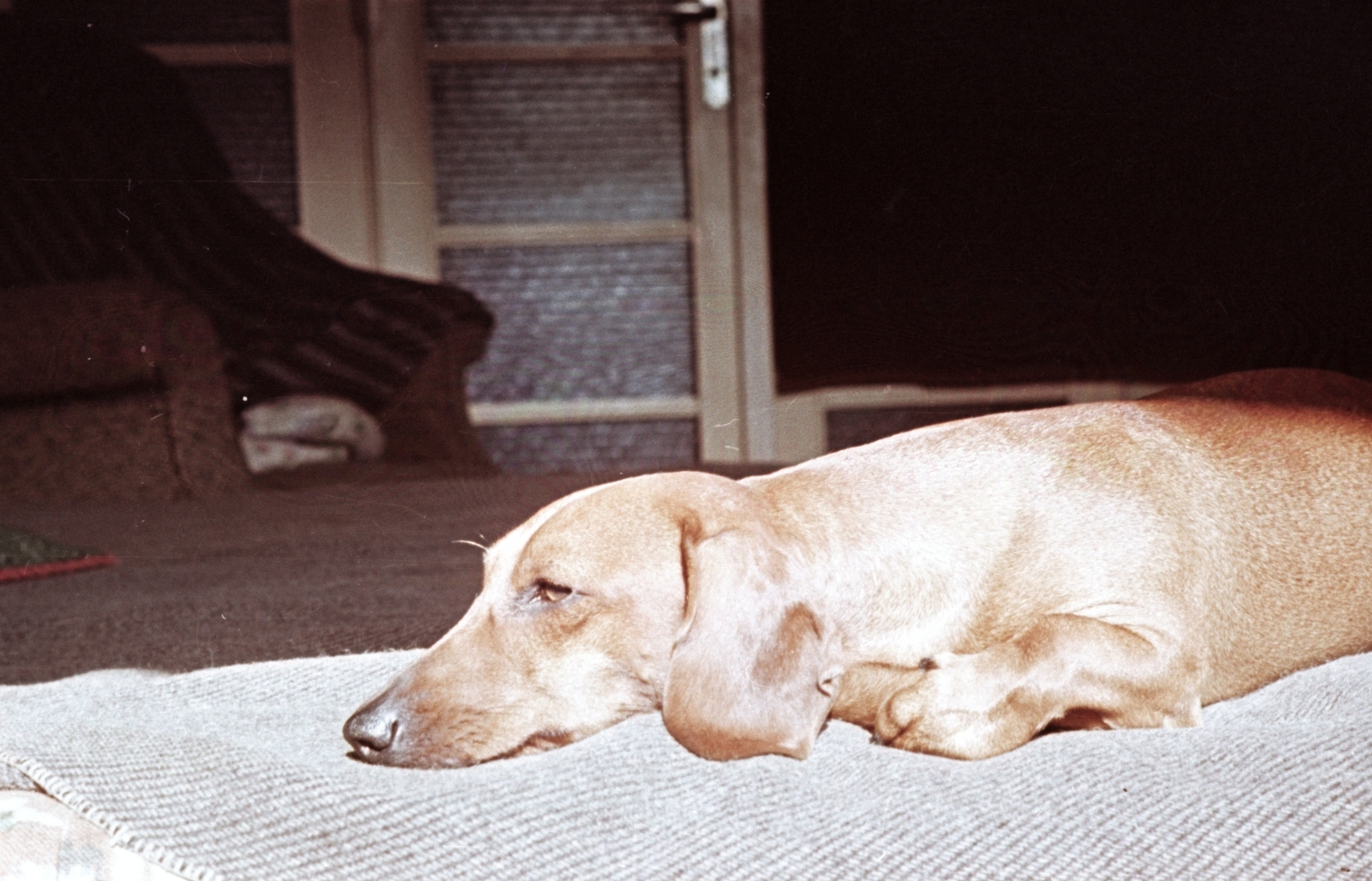 Hungary, Budapest II., Budakeszi út 47/c, a felvétel Cserépfalvi Imre könyvkiadó otthonában készült., 1964, Hegedűs Judit, colorful, dog, Dachshund, Budapest, Fortepan #23939