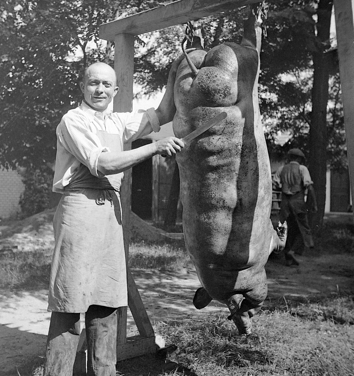 1936, Korbuly, portrait, swing, pig, pig slaughter, man, apron, knife, Fortepan #2434