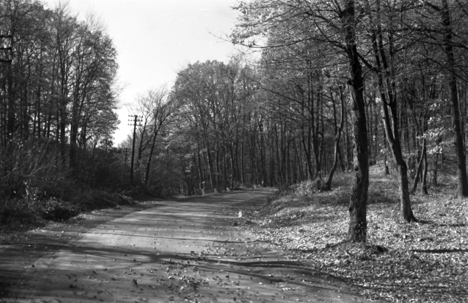 Hungary, Mátraháza, erdei út., 1959, Szánthó Zoltán, Fortepan #24402