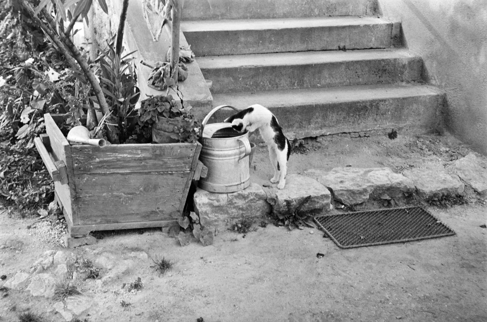 1960, N. Kósa Judit, cat, watering can, Fortepan #250033