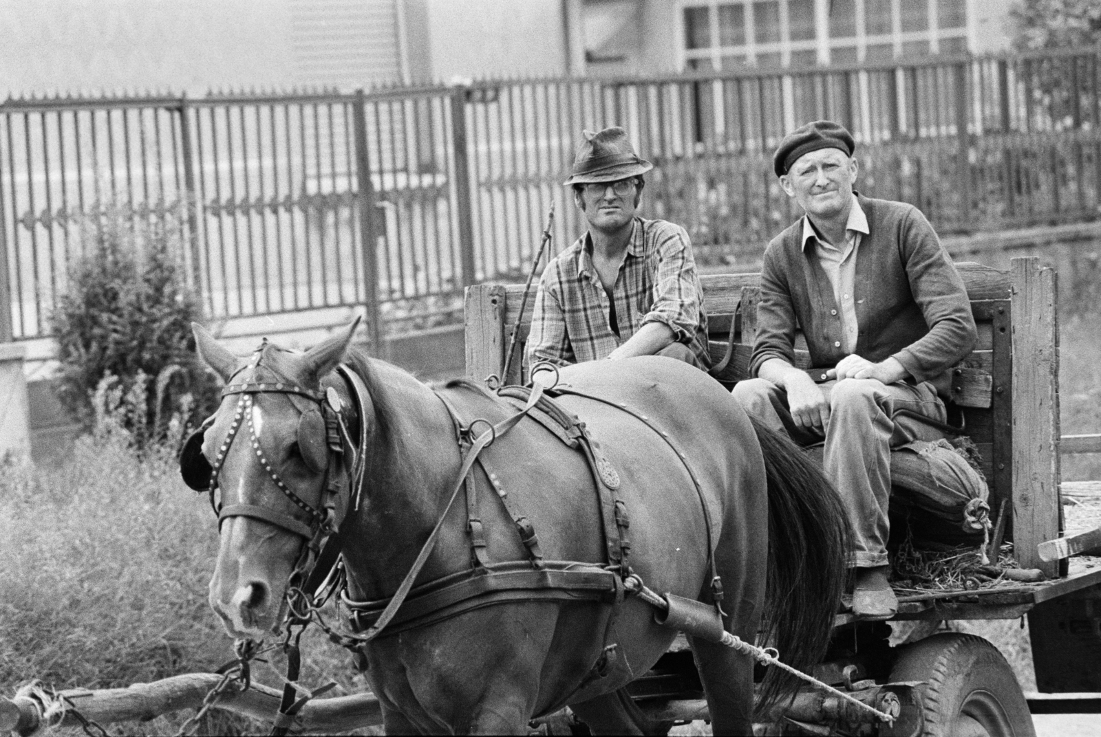 1982, Vimola Károly, Horse-drawn carriage, saddle, Fortepan #250328