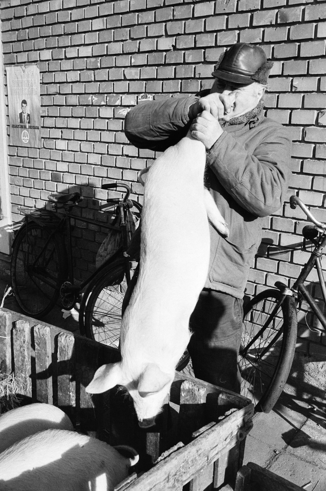 1989, Vimola Károly, bicycle, hold in arms, pig, Fortepan #250443