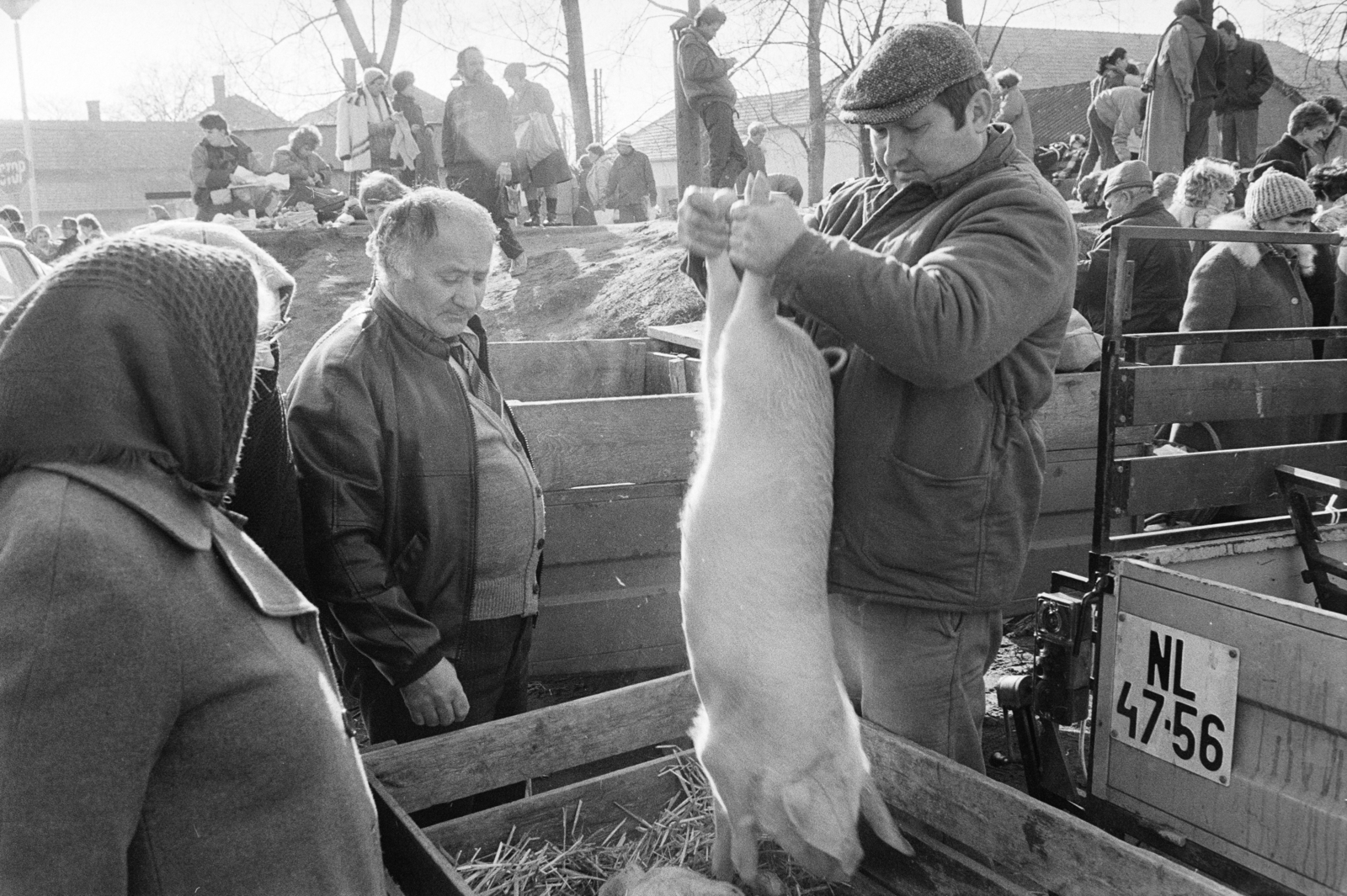 1989, Vimola Károly, sertés, rendszám, Best of, Fortepan #250444