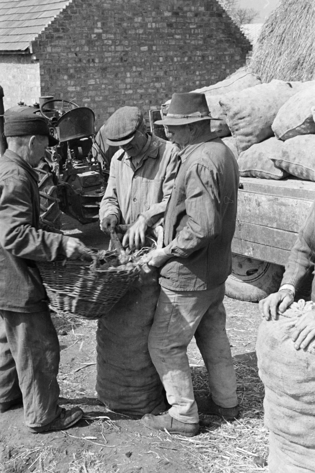 Hungary, Tata-Tóváros, Felsőgalla, Szabadság tér a 14. és 16. számú ház udvara, a télire prizmában tárolt burgonyát átválogatása után zsákokba rakják., 1959, Vimola Károly, agriculture, Fortepan #250596