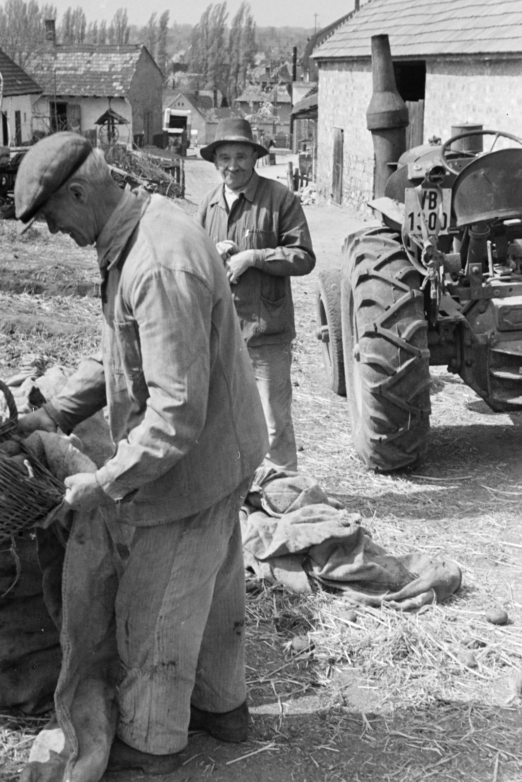 Hungary, Tata-Tóváros, Felsőgalla, Szabadság tér a 14. és 16. számú ház udvara, a télire prizmában tárolt burgonyát átválogatása után zsákokba rakják., 1959, Vimola Károly, tractor, number plate, Fortepan #250597