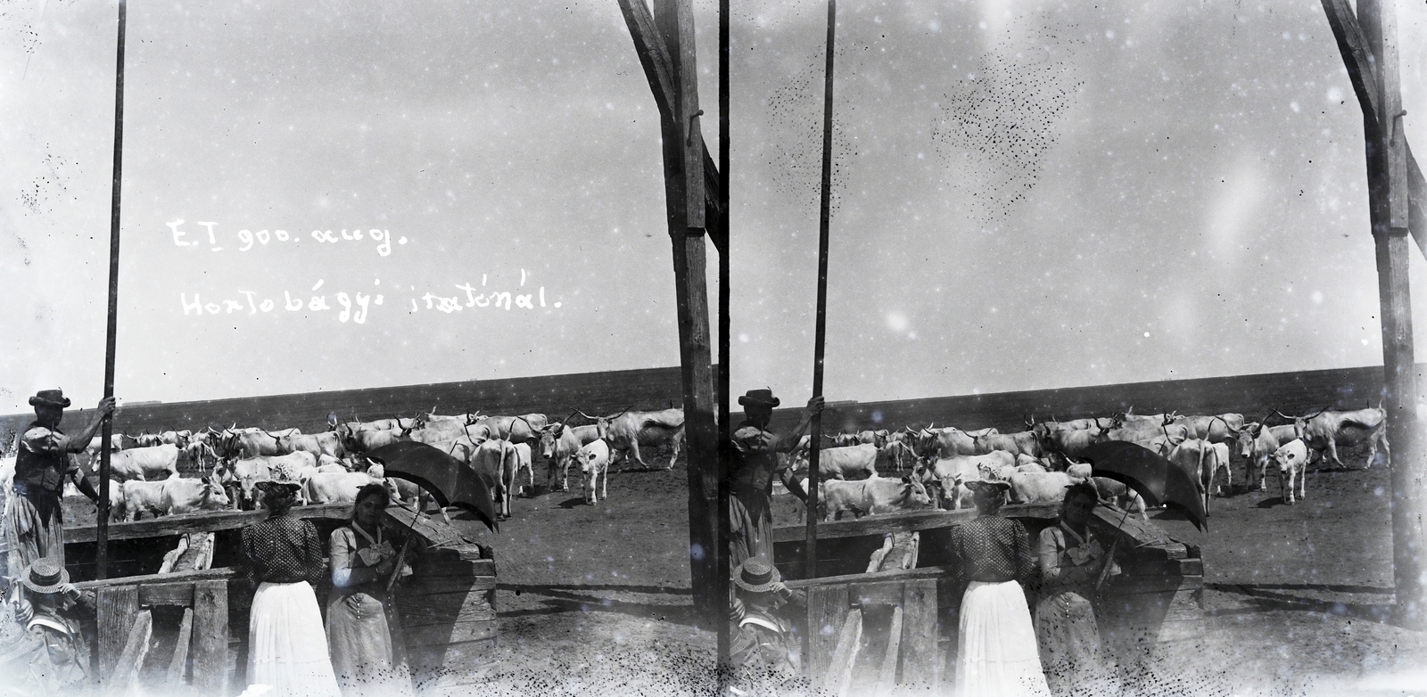 Hungary, Hortobágy, szürkemarha gulya itatása a gémeskútnál., 1900, Vincent Till Baumgartner, shadoof, cattle, stereophoto, cowboy, well, pasture, sunshades, shepherd, Fortepan #250625