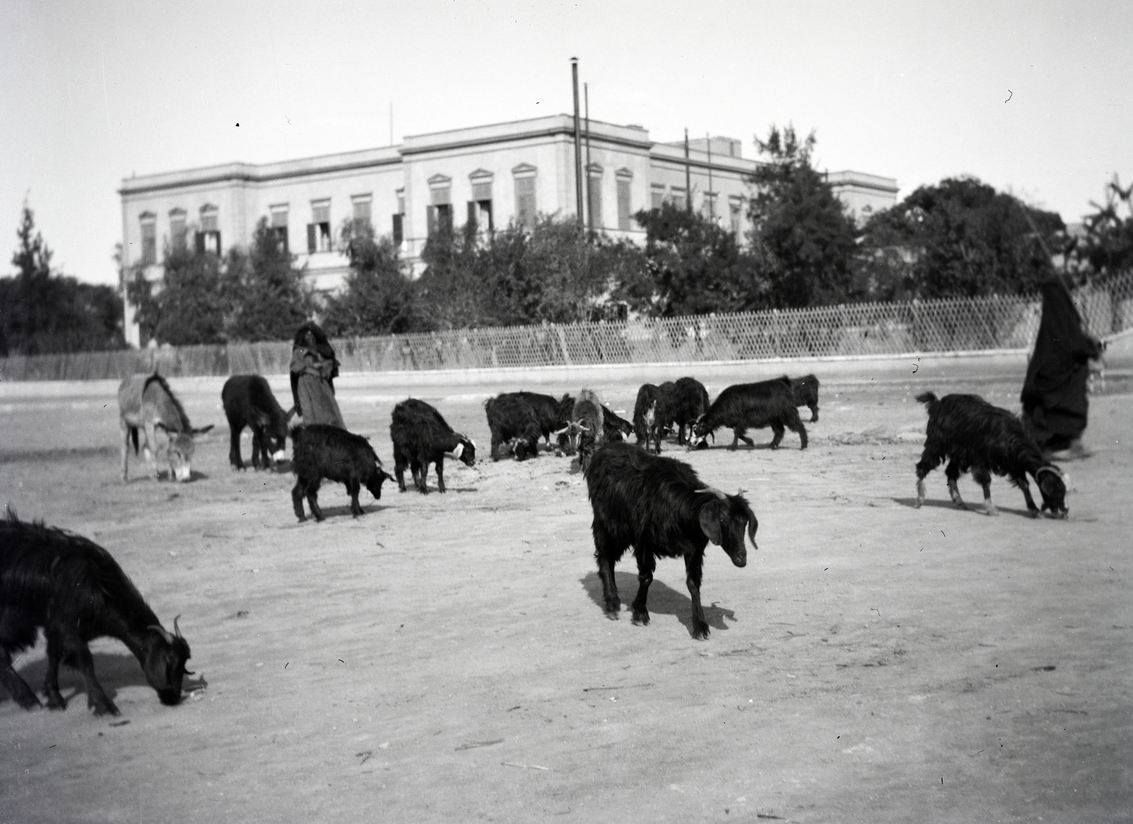 1914, Kriszt Béla, goat, Fortepan #254183