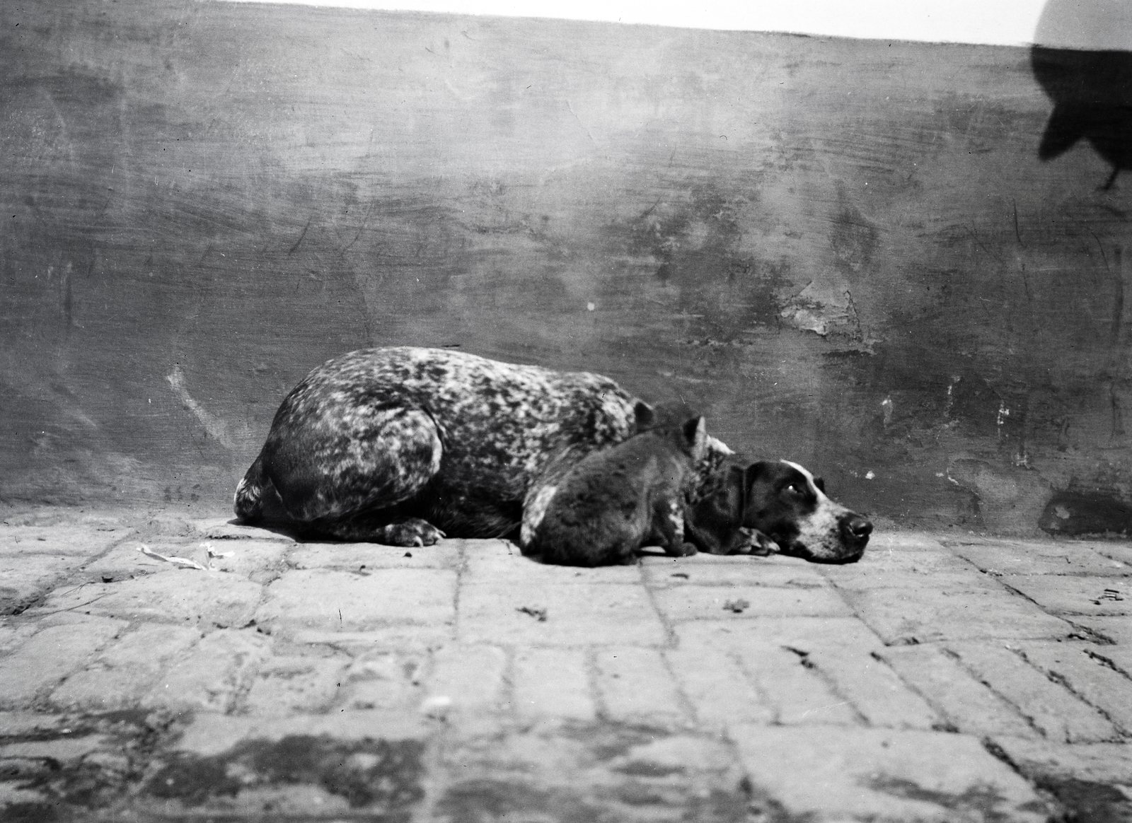 1916, Kriszt Béla, kutya, róka, vizsla, vadászkutya, Fortepan #254191