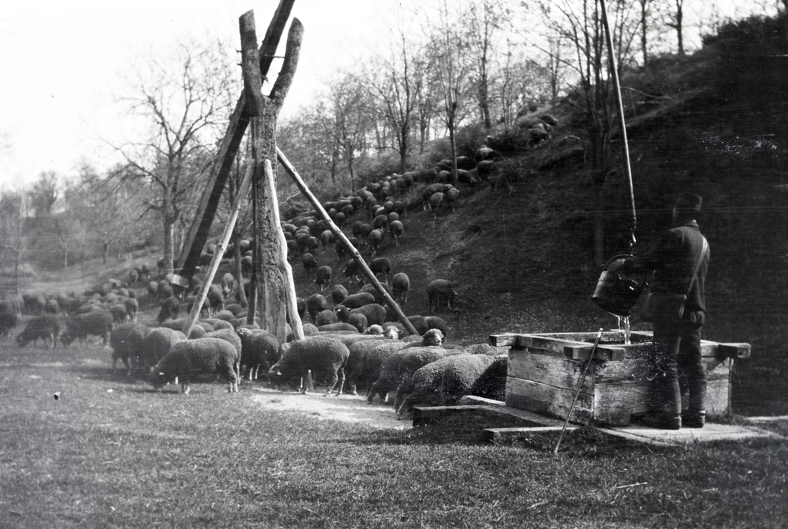 1916, Kriszt Béla, gémeskút, juh, kút, itatás, pásztor, nyáj, domboldal, paraszt, vödör, legelő, mezőgazdaság, Fortepan #254221