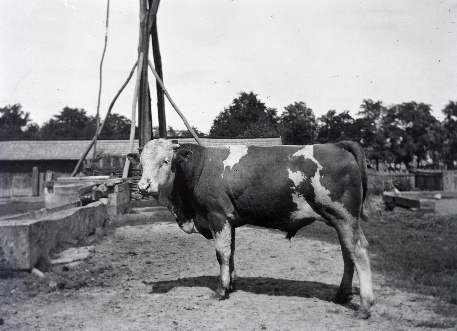 1918, Kriszt Béla, cattle, water trough, Fortepan #254316