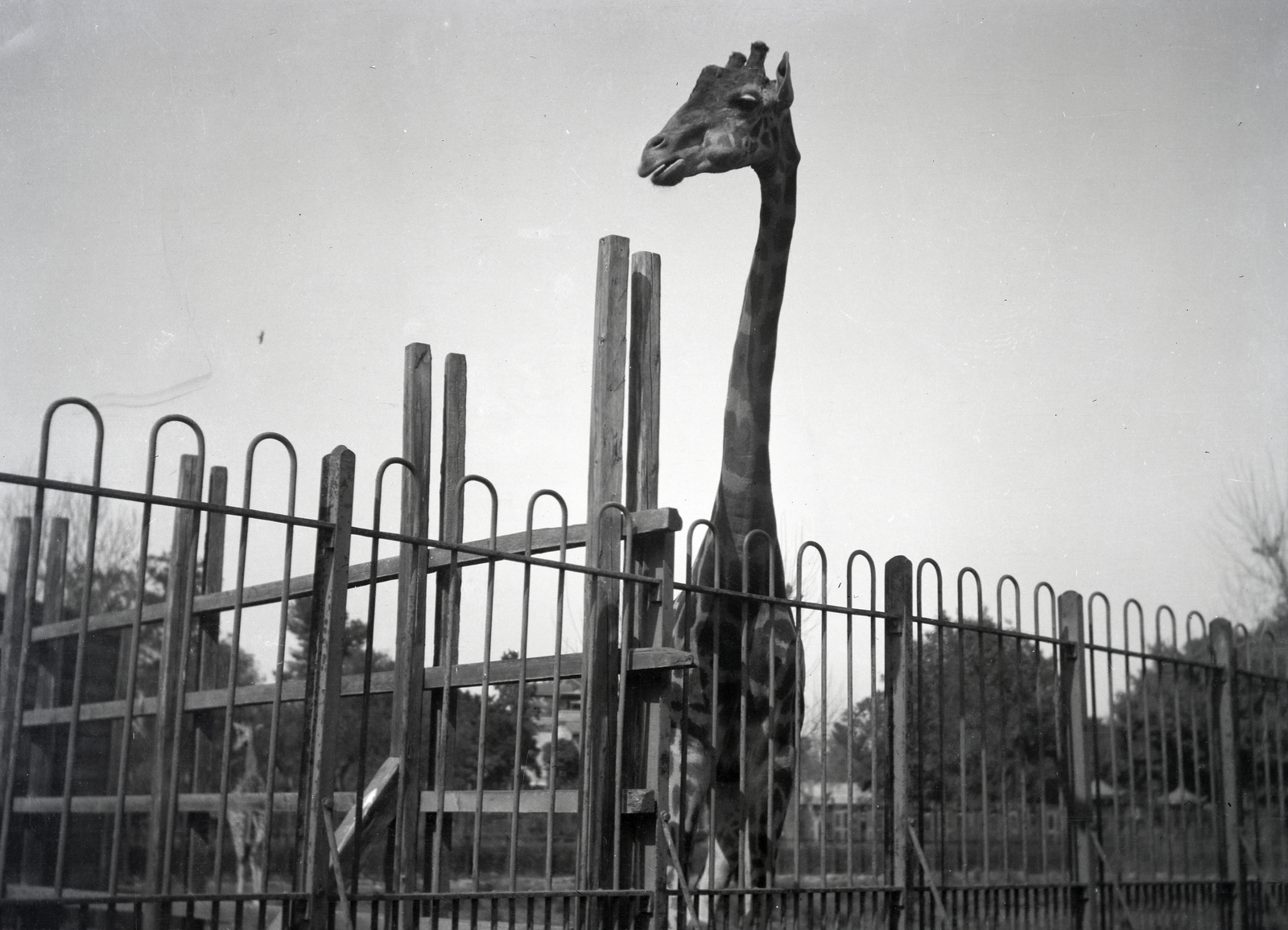 1913, Kriszt Béla, Best of, giraffe, zoo, Fortepan #254330