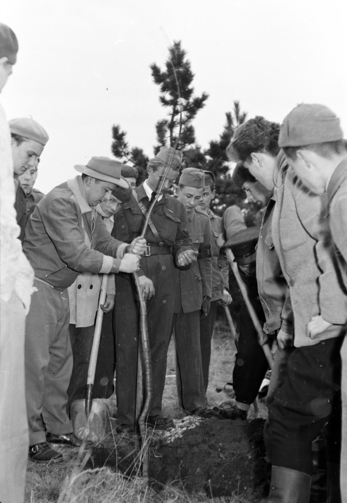 Hungary, Veszprém, a felvétel a veszprémi állatkert, a Kittenberger Kálmán Növény és Vadaskert építésekor készült. Veszprémi egyetemisták önkéntes munkára érkeznek., 1958, Ungváry Rudolf, planting trees, Fortepan #254709