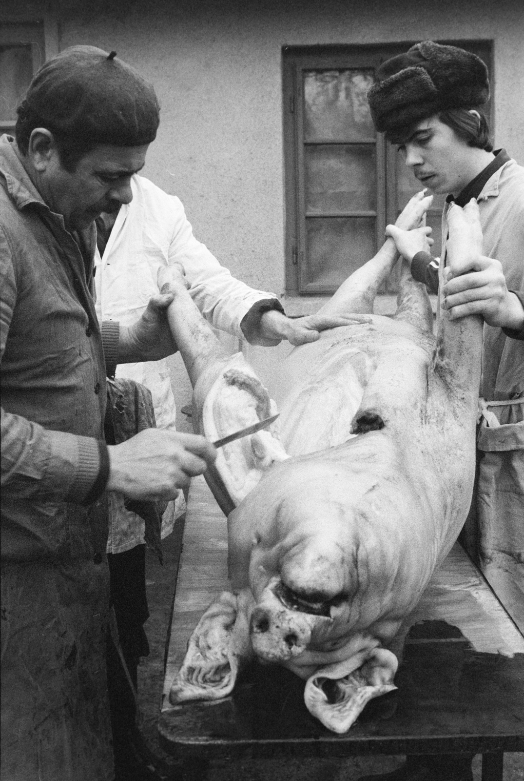 Hungary, disznóvágás., 1986, Bojár Sándor, pig slaughter, Fortepan #255226
