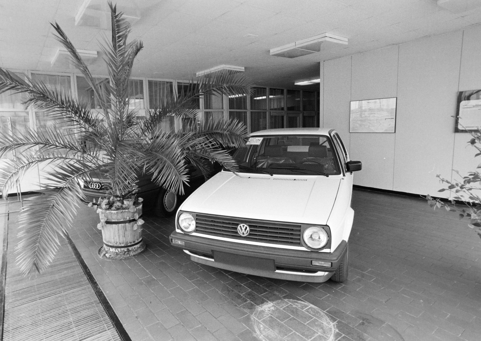 Hungary, 1983, Bojár Sándor, Budapest, palm tree, Fortepan #255514
