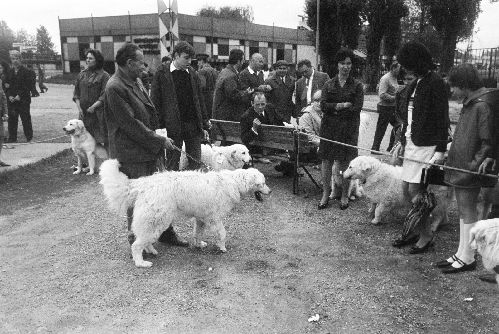 Hungary, Budapest X., Albertirsai úti vásár területe, nemzetközi kutyakiállítás., 1972, Bojár Sándor, Budapest, pooch, dog show, Fortepan #255525