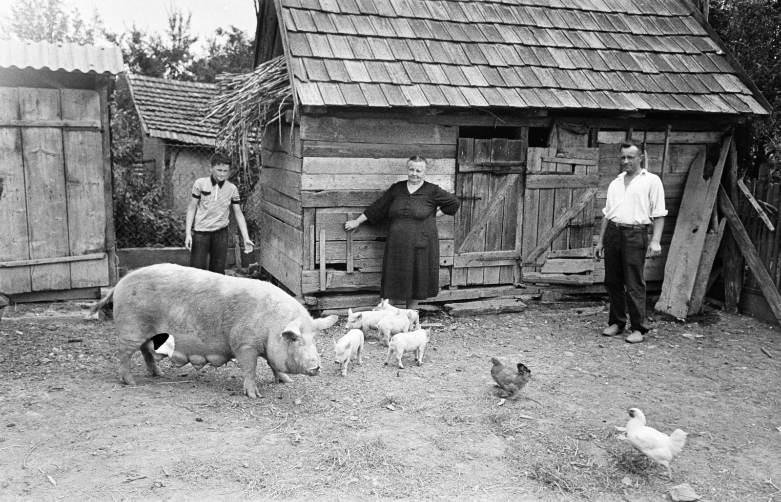1974, Bojár Sándor, pig, poultry, Fortepan #255536