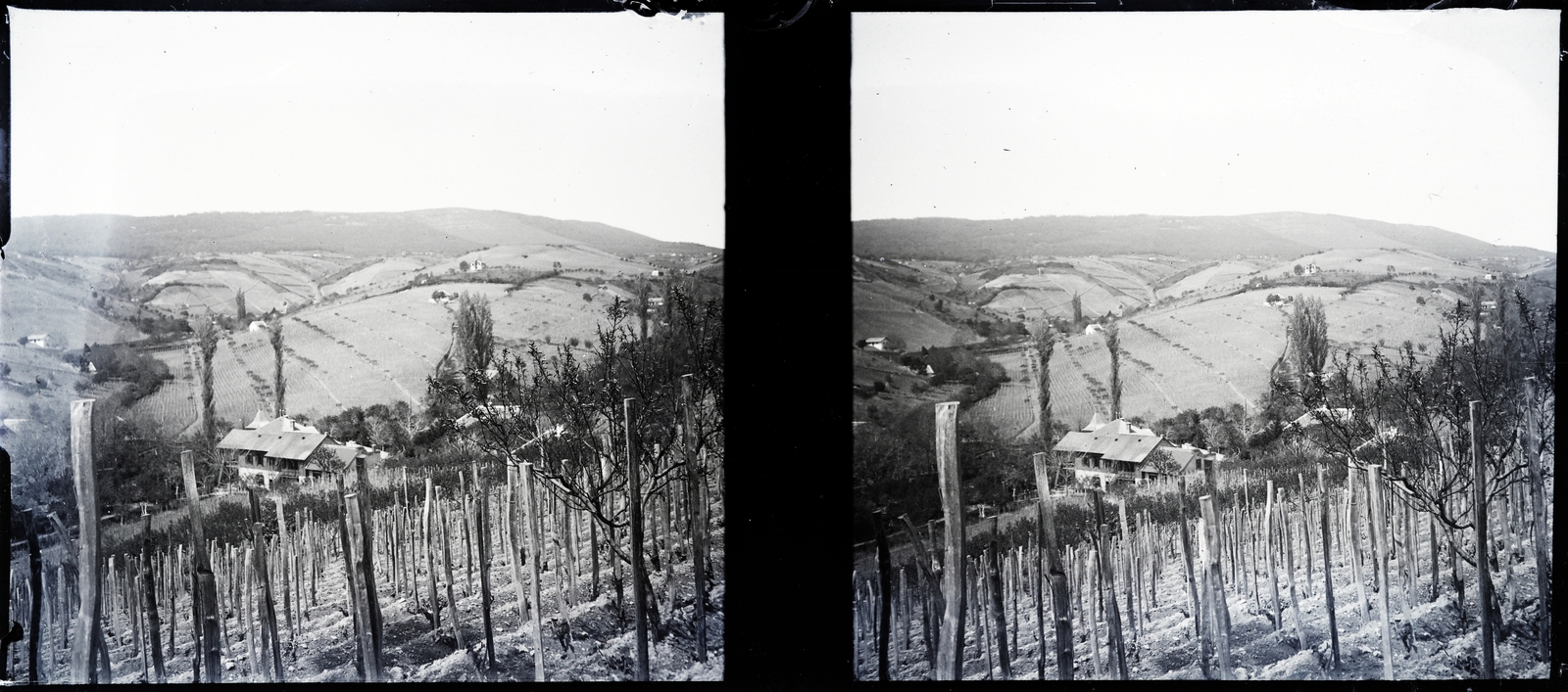Hungary, Pécs, a felvétel a Donátusi út - Fekete utca környéki szőlőhegyen készült., 1914, Margitta Nóra, grape, vine, vine hill, stereophoto, Fortepan #256005