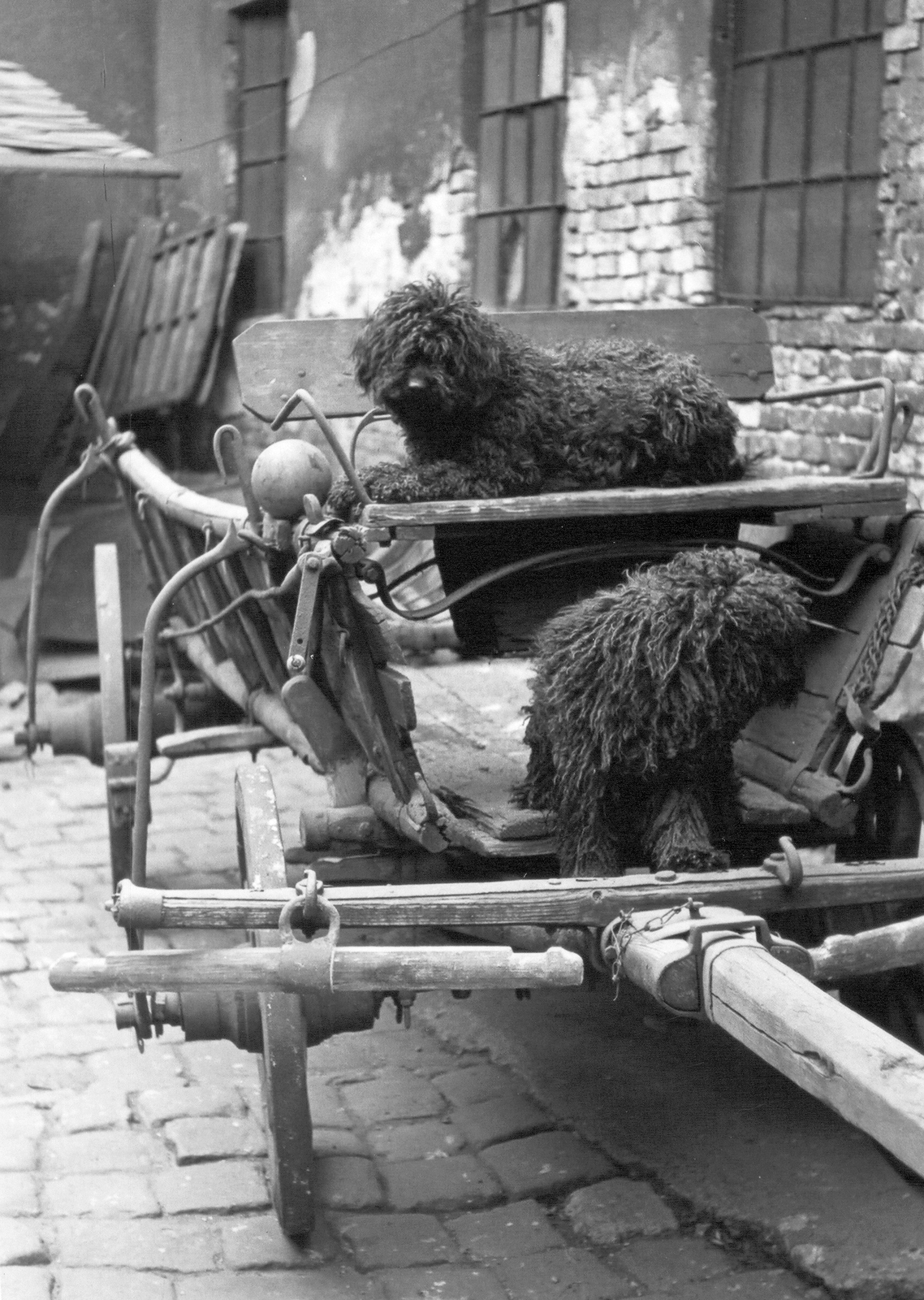 Hungary, 1974, Ferencvárosi Helytörténeti Gyűjtemény, dog, chariot, Fortepan #25656