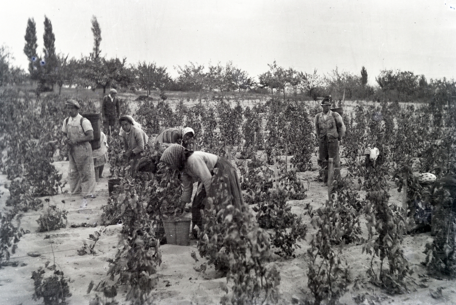 1952, Tildy Istvánné, harvest, grape, Fortepan #256591