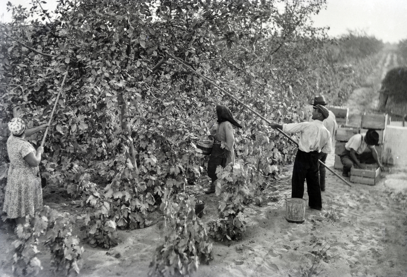 1952, Tildy Istvánné, gyümölcsszedés, Fortepan #256597