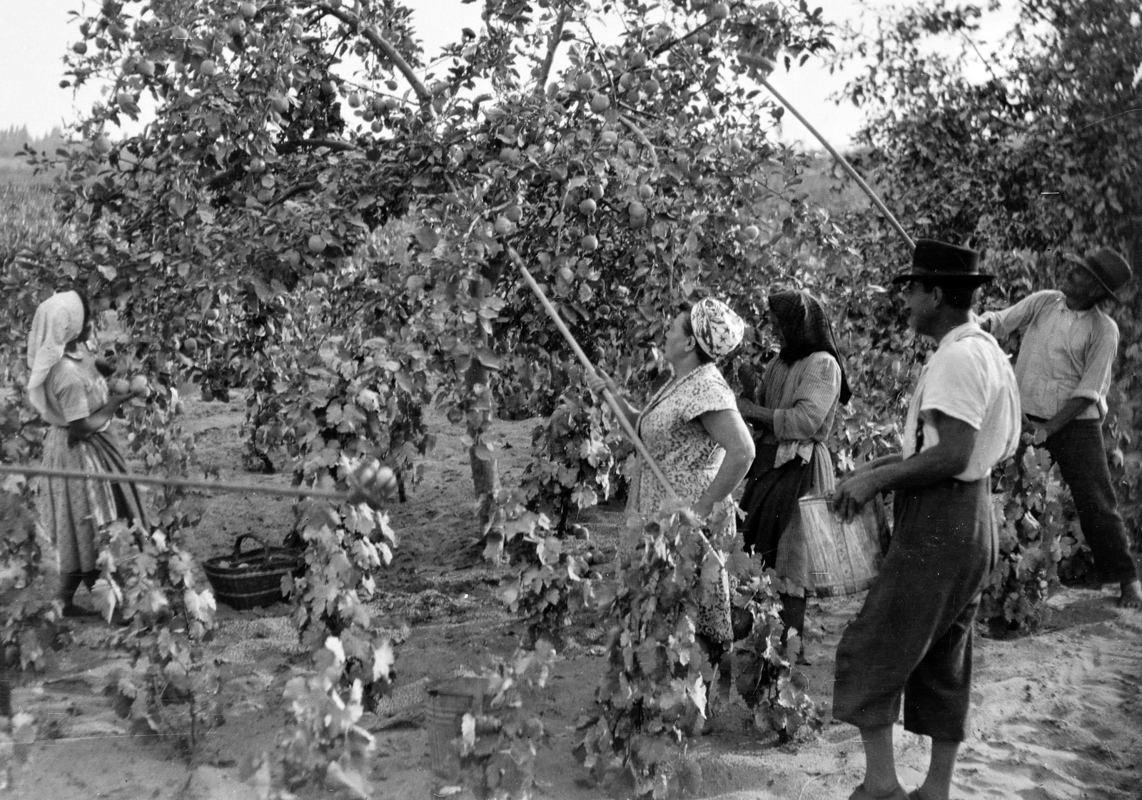 1952, Tildy Istvánné, fruit picking, Fortepan #256604