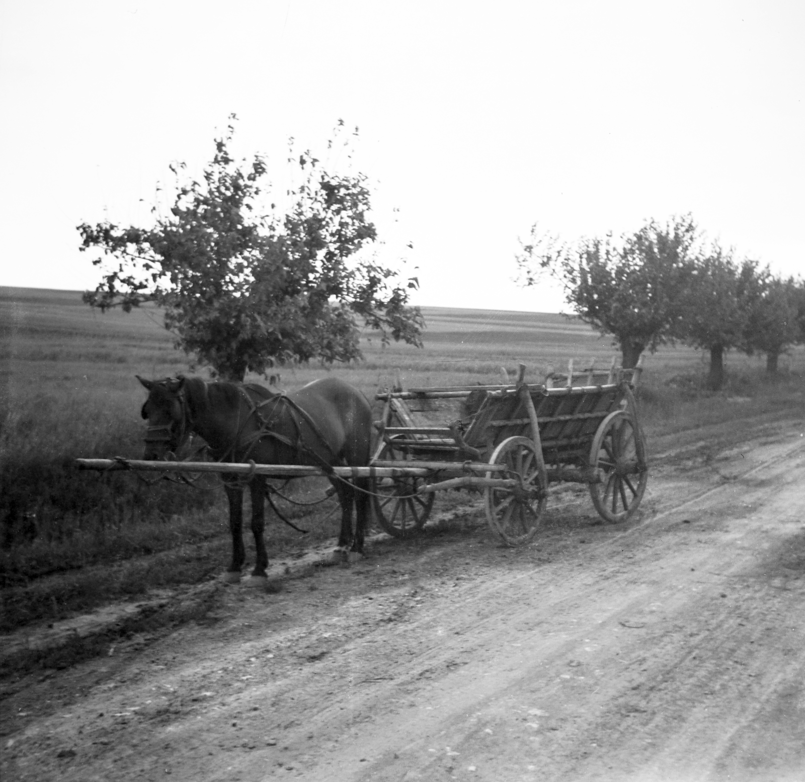 1954, Bolvári László, chariot, photo aspect ratio: square, Fortepan #256931