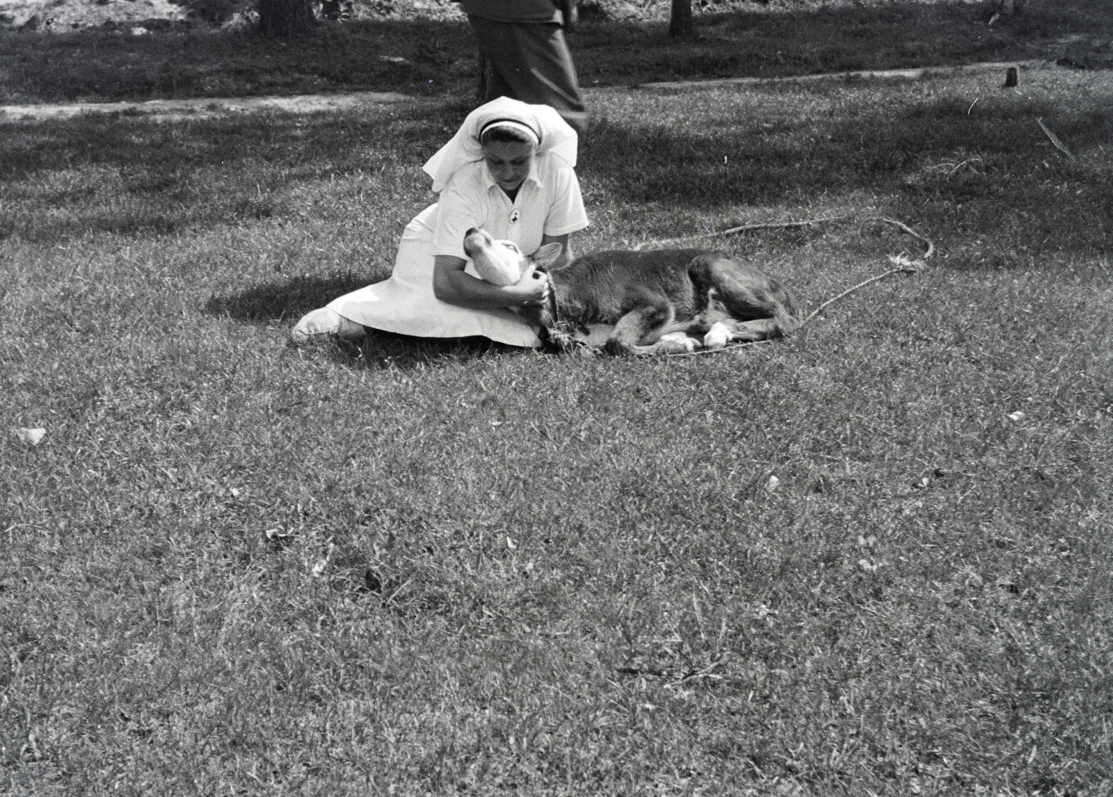 Ukraine, Kyiv, a vöröskeresztes kórházvonat egyik ápolónője., 1942, Reményi József, nurse, cattle, Fortepan #257571