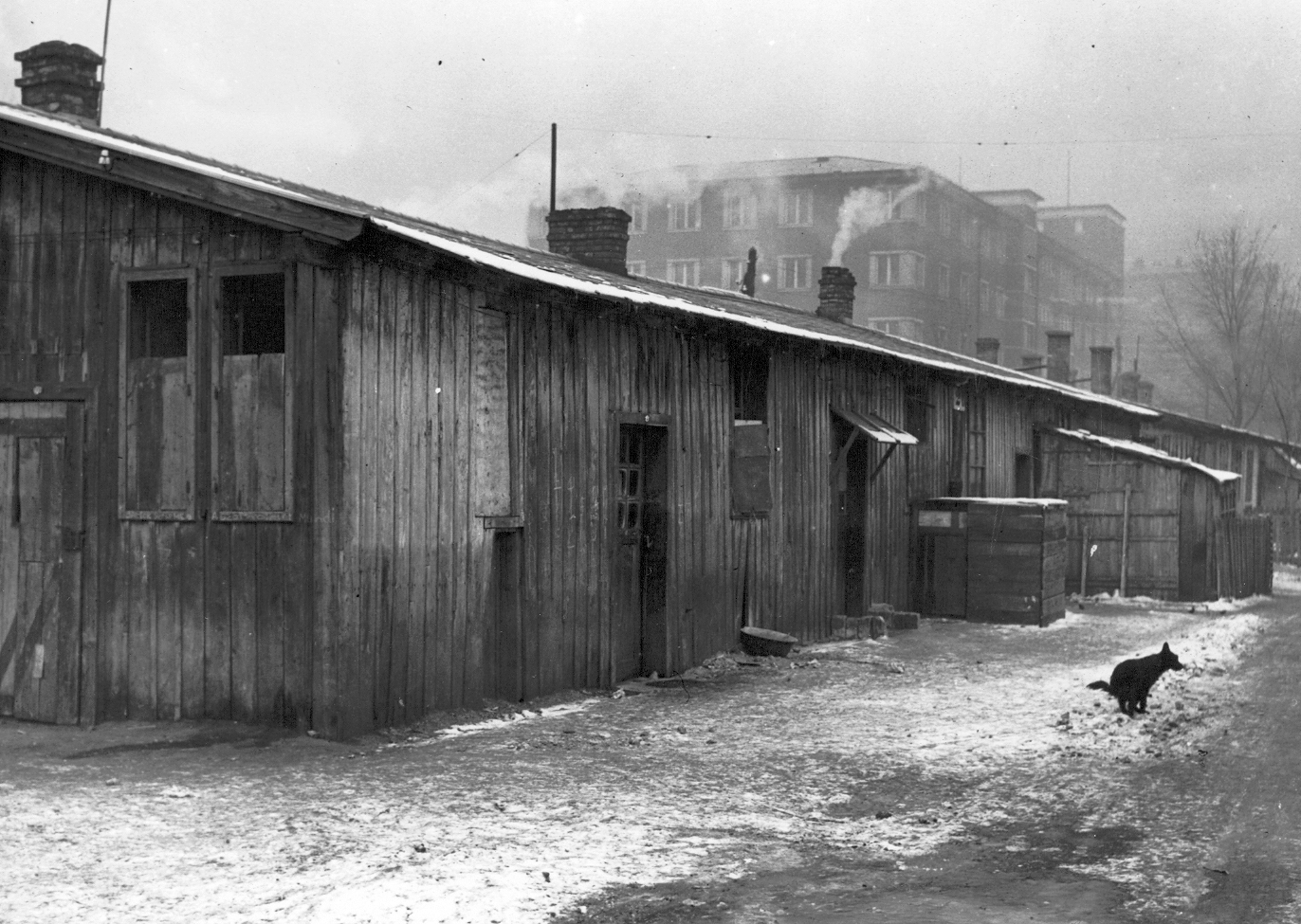 Hungary, Budapest IX., Zita-telepi barakk a Gyáli út - Könyves Kálmán körút - Üllői út által határolt területen, mögötte a Gyáli út 6., az  Állami Ápolónő- és Védőnőképző Intézet épülete., 1940, Ferencvárosi Helytörténeti Gyűjtemény, dog, Budapest, Fortepan #25797