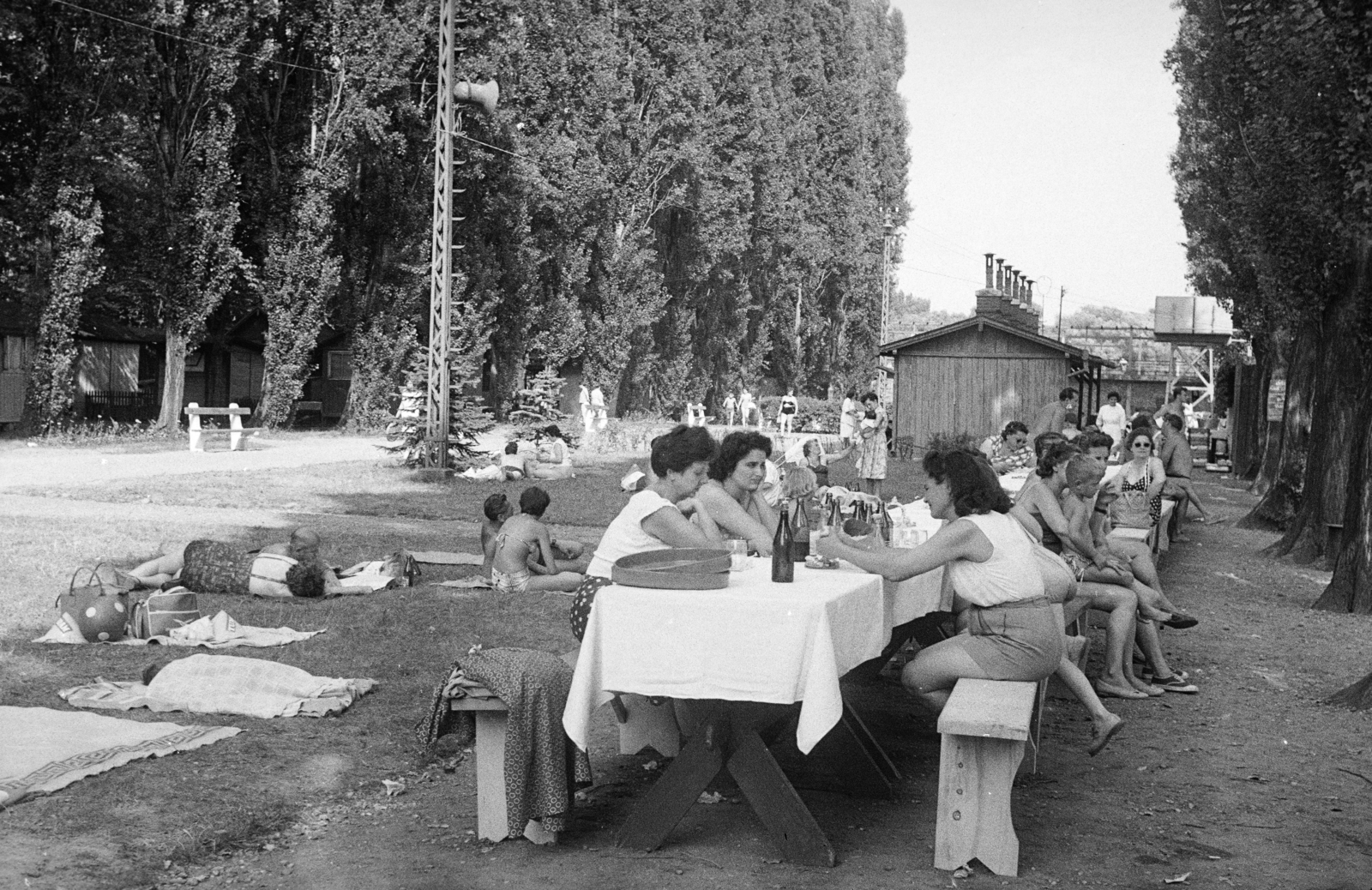 Hungary, Budapest III., Római part, Kossuth Lajos üdülőpart 111., Tungsram üdülőtelep., 1957, Reményi József, Budapest, relaxation, plaid, drinking, table, fir trees, beer bench, Fortepan #258391