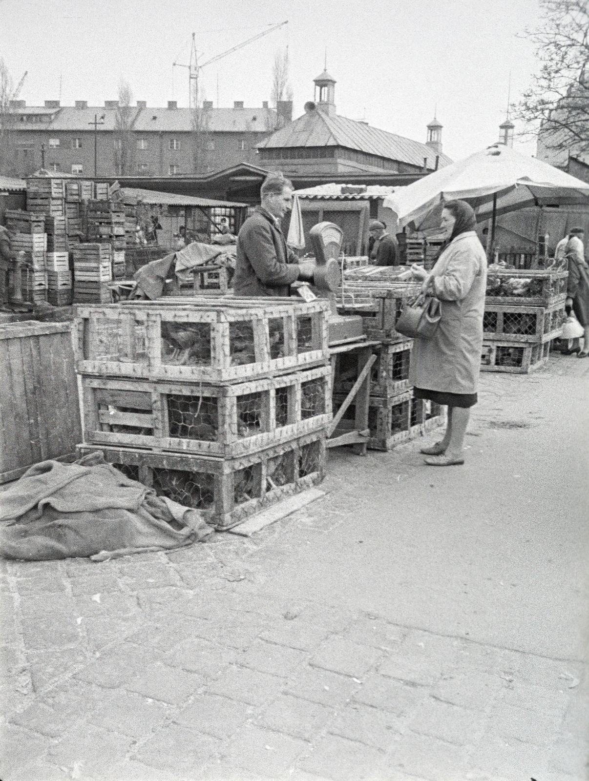 Hungary, Óbuda, Budapest III., Óbudai piac a Kórház utca - Szél utca - Verőfény utca - Vihar utca által határolt területen., 1969, Reményi József, chest, market, poultry, Budapest, Fortepan #258578