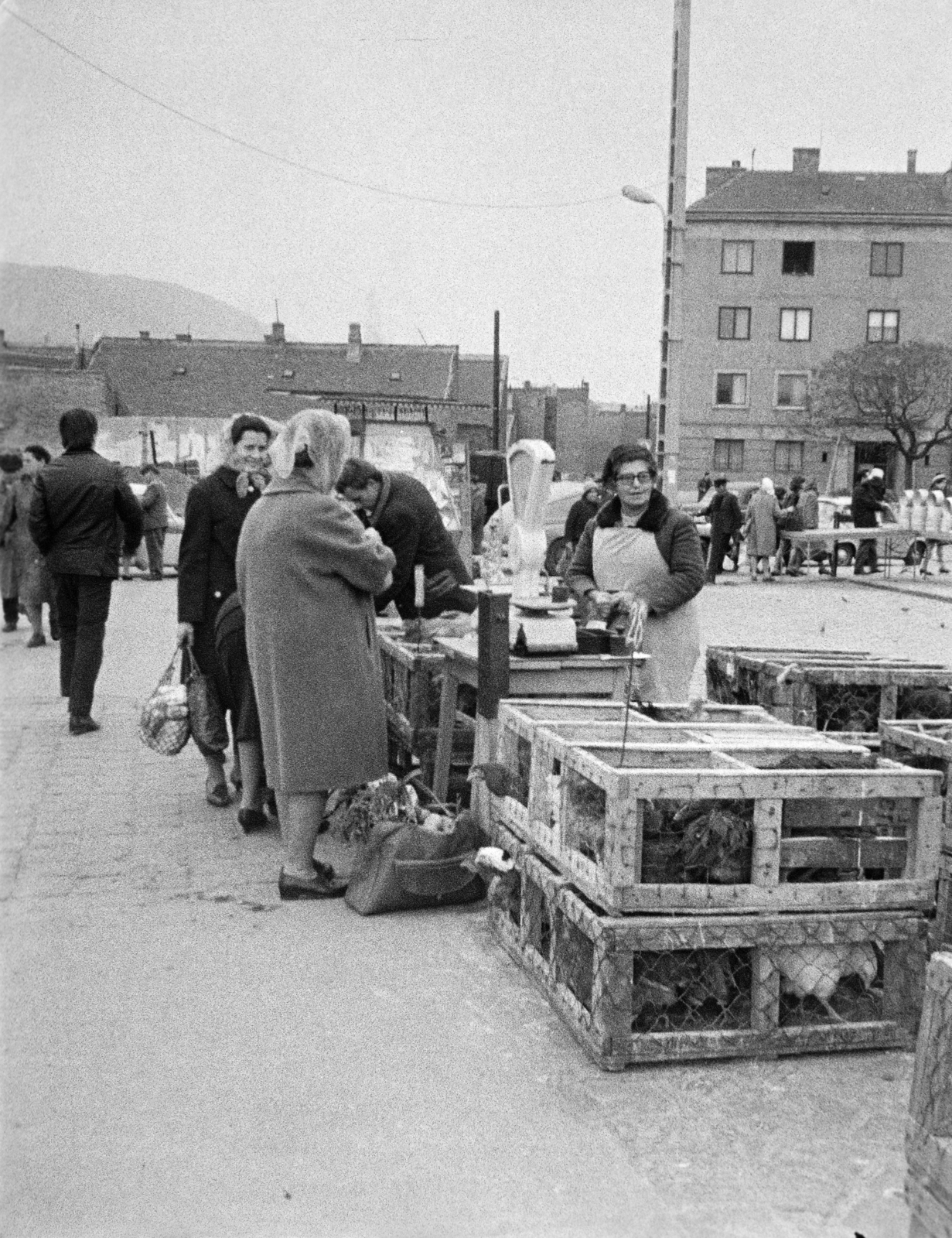 Hungary, Óbuda, Budapest III., Óbudai piac a Kórház utca - Szél utca - Verőfény utca - Vihar utca által határolt területen., 1969, Reményi József, chest, scale, market, poultry, Budapest, Fortepan #258587