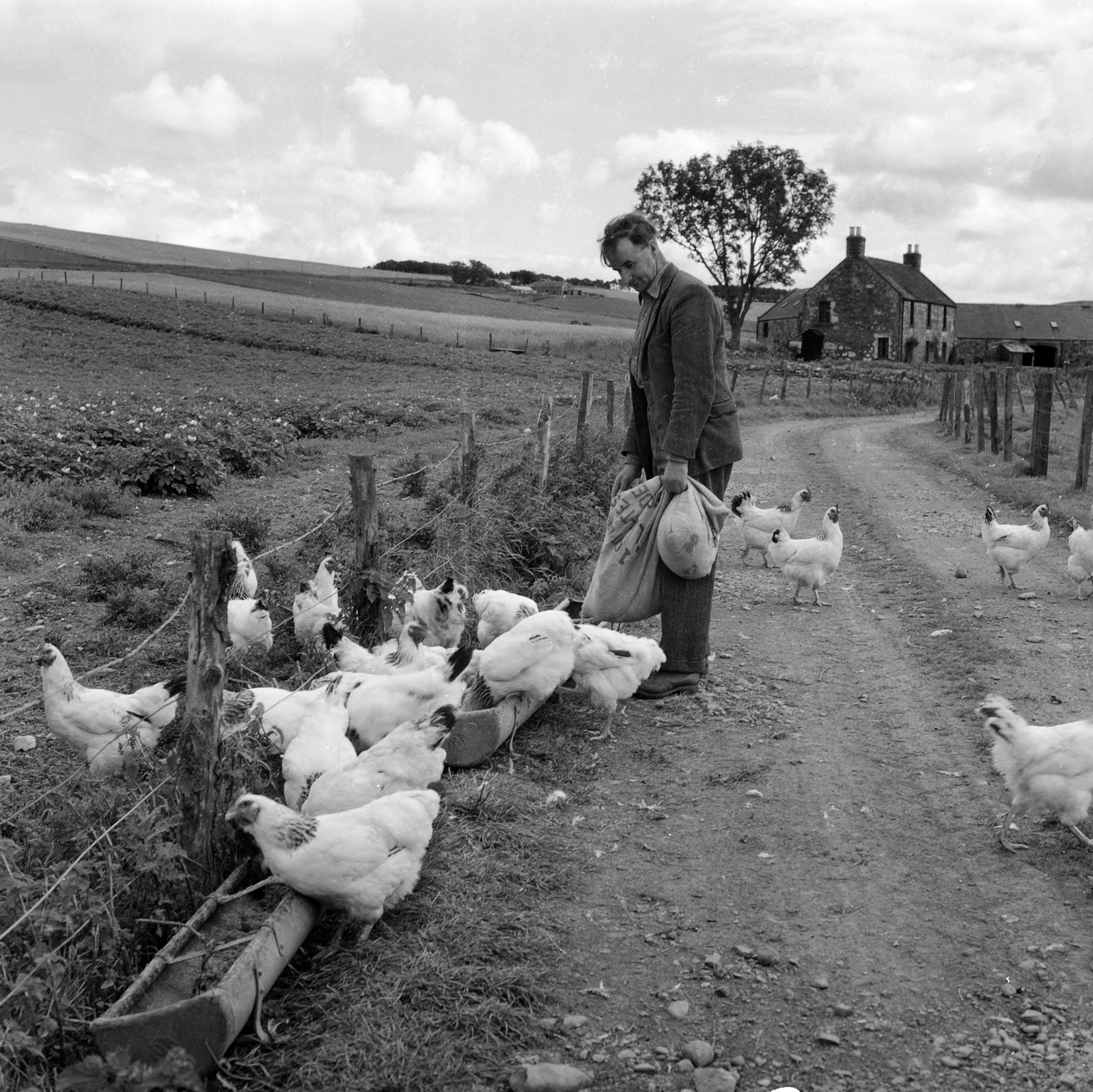 United Kingdom,Scotland, 1956, UWM Libraries, photo aspect ratio: square, dirt road, poultry, Fortepan #258877